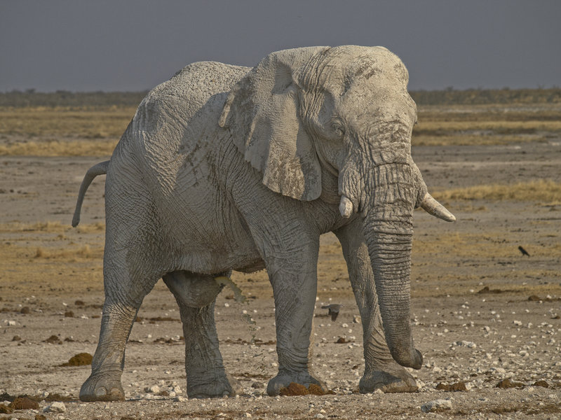 Okaukuejo, African Elephant